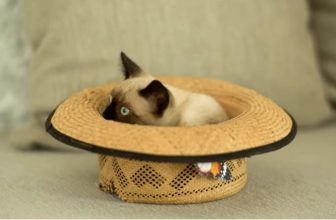 What is the 3-3-3 Rule of Cats?