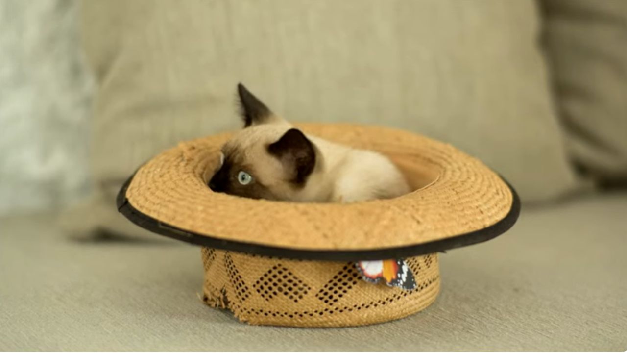What is the 3-3-3 Rule of Cats?