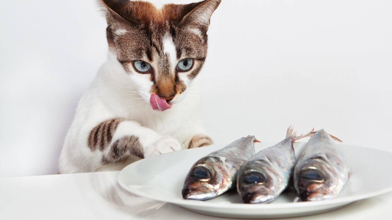 What is a cat's favorite fruit?