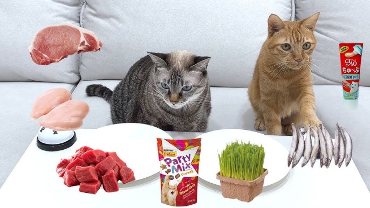 What is a cat's most favorite food