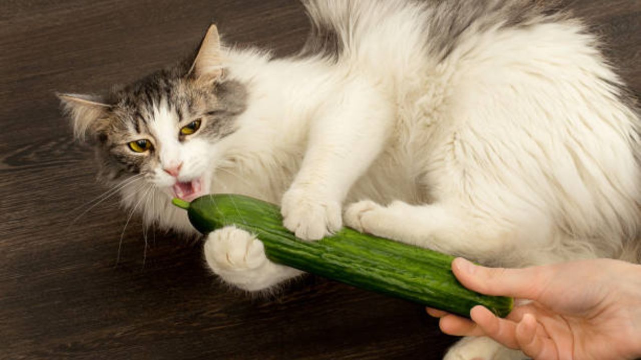 What food is best for cats?