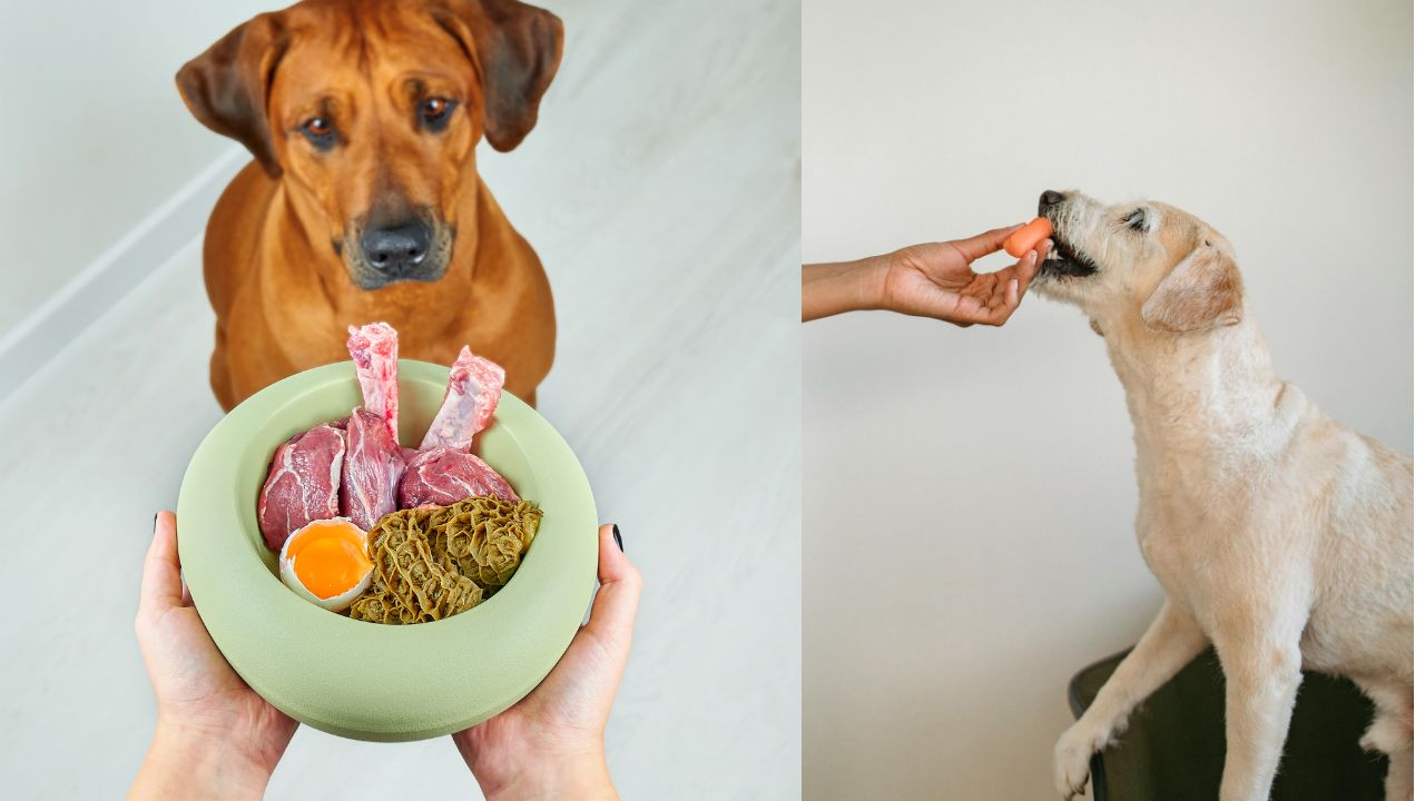 What is alpo dog food?