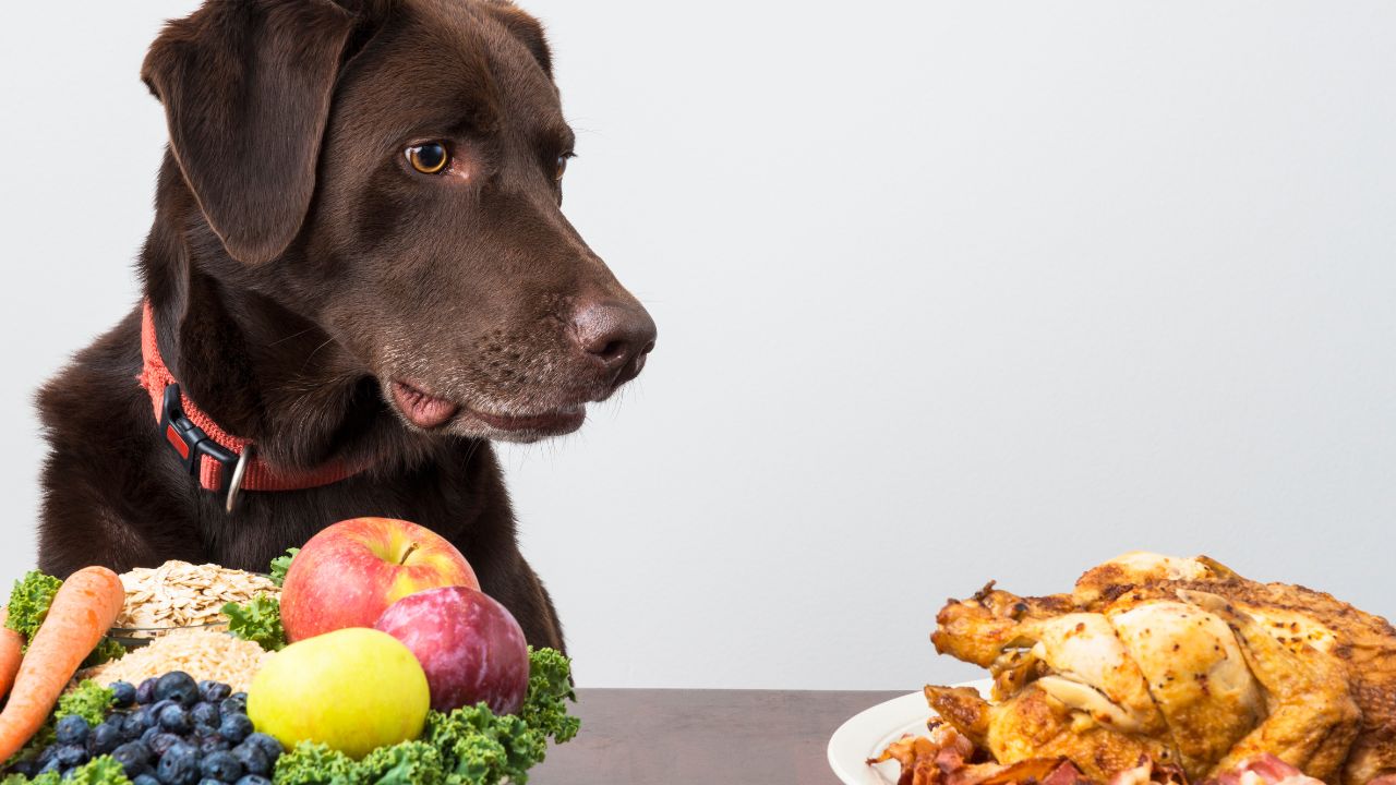 Is alpo dog food safe?
