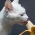 Use The Cat Health Checklist to Keep Cats Healthy