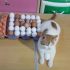 Can Cats Eat Grapes? Learn What’s Safe for Your Cat
