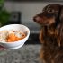 Homemade Dog Food for Senior Dogs – Healthy & Safe