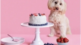 Dog Food Cake Recipe: Delight Your Pup with a Treat