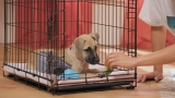 How to Crate Train a Dog: Easy Step-by-Step Guide