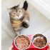 What is the 3-3-3 Rule of Cats? Best Complete Guide