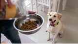 Who Makes Kirkland Dog Food? Truth & Shocking Facts