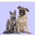 Hypoallergenic Homemade Cat Food Recipes: Best Guide