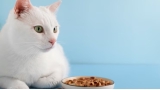 Beef Flavor Dry Cat Food for Strong, Happy Cats