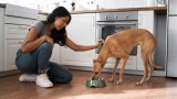 Best Purina Dog Food for Strong, Happy, Healthy Dogs