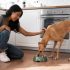 Is Costco Dog Food Good? Trusted, Healthy & Affordable