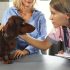 Bully Breed Dog Food for Strength & Vitality
