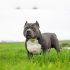 WSAVA Approved Dog Food Vets Highly Recommend