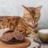 Most Nutritious Cat Food to Boost Health & Energy