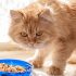 Beef Flavor Dry Cat Food for Strong, Happy Cats
