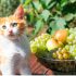 Can Cats Eat Raw Meat? Safe, Natural, and Nutritious!