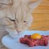 Can Cats Eat Grapes? Learn What’s Safe for Your Cat