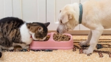 Can a Dog Die from Eating Cat Food? What Vets Say