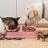 Do Cats Like Rice? Is It Safe and Tasty for Them?