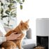 What is the 3-3-3 Rule of Cats? Best Complete Guide