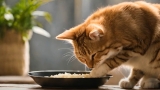 Do Cats Like Rice? Is It Safe and Tasty for Them?