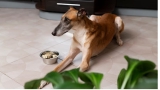 Dog Not Eating Food? Causes & Simple Solutions Guide