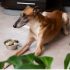 How Long Can Dogs Go Without Food? Amazing Facts!