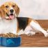 What Food Should Cats Eat? Healthy Choices Guide