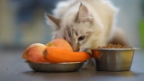 Healthy Foods for Cats: Vet-Approved Daily Diet