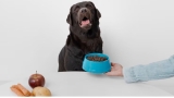 How Long Can Dogs Go Without Food? Amazing Facts!