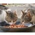 Can Cats Eat Mustard? Unveiling the Truth