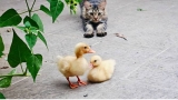 Is Duck Good for Cats? Discover Its Tasty Benefits
