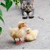 Crock Pot Cat And Dog Food: Easy Homemade Recipes