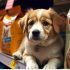Rachael Ray Nutrish Dog Food – Healthy & Loved by Pets