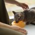 Beef Flavor Dry Cat Food for Strong, Happy Cats