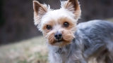 Pure Vita Dog Food – Nutrition Dogs Truly Love!