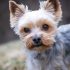 Hills Metabolic Dog Food: Proven Weight Support