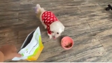Small-Batch Dog Food Made Fresh for Happy, Healthy Dogs