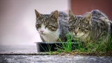 Top 5 Healthiest Cat Foods for Best Health & Vitality