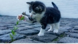 What Can Cats Not Eat? Best Guide to Unsafe Cat Foods