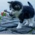 What Food Should Cats Eat? Healthy Choices Guide