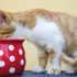 Can Cats Eat Raw Meat? Safe, Natural, and Nutritious!