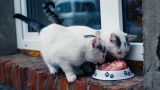 What Food Should Cats Eat? Healthy Choices Guide