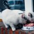 Fiber in Dog Food: Powerful Way to Boost Health