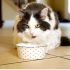 Can Dogs Eat Potato Skins? Safe Feeding Guide