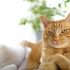 Can Cats Eat People Food? Safe & Unsafe Foods for Cats